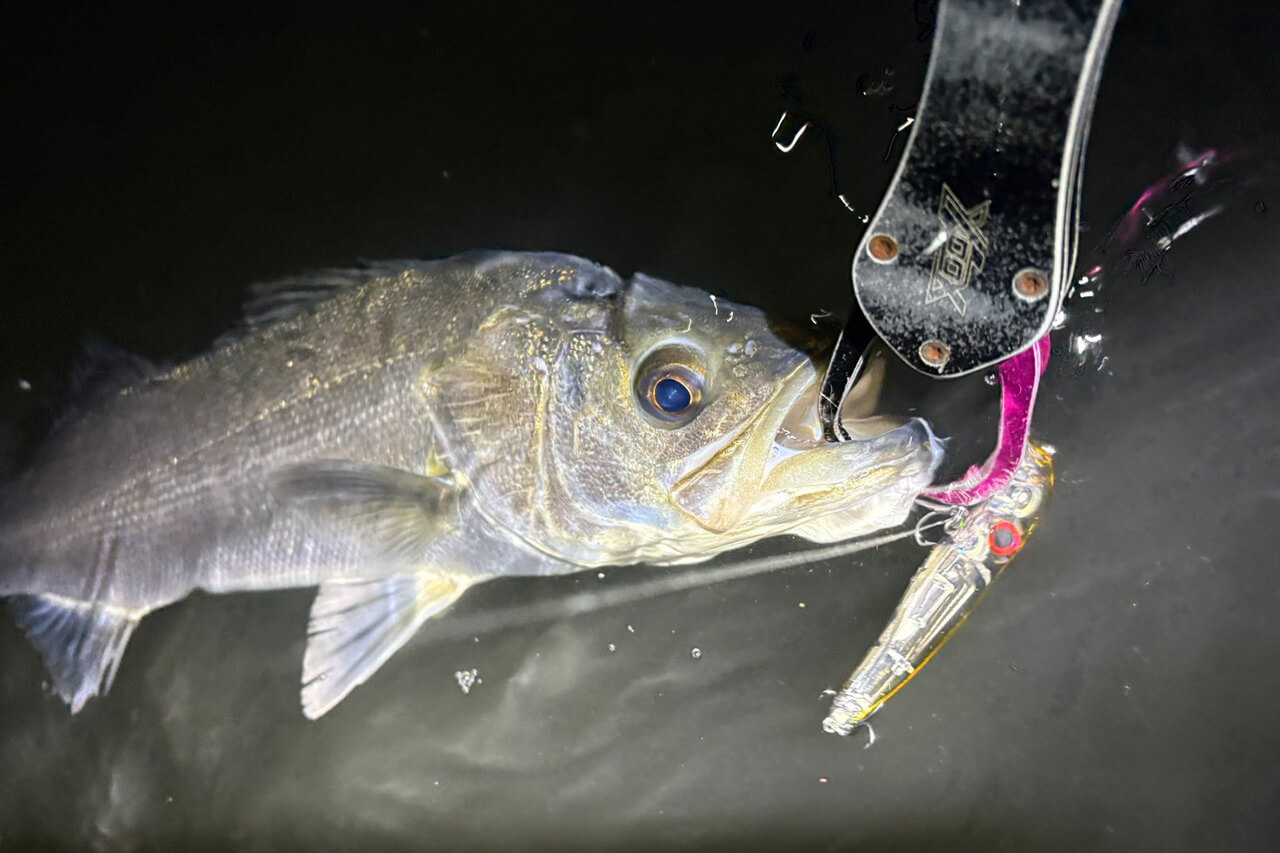 |「カラーは断然クリア系!」悶絶アミパターン攻略はひたすらルアーにこだわれ!