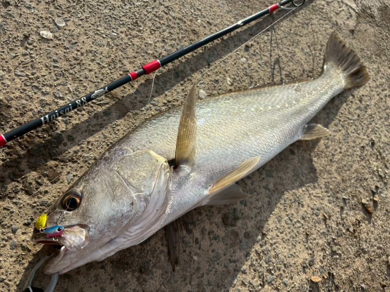 ｜「この魚はオーストラリアにしかいないヤツ！」総距離4200キロを渡る18日間のロードトリップを振り返る。