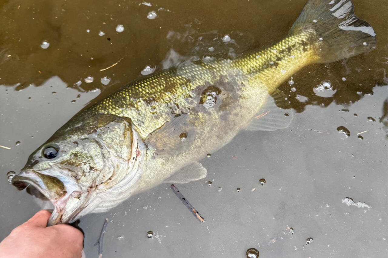 |「とんでもない事態に…」「人生最初で最後かも」3月某日、“このルアー”がヤバかった…。