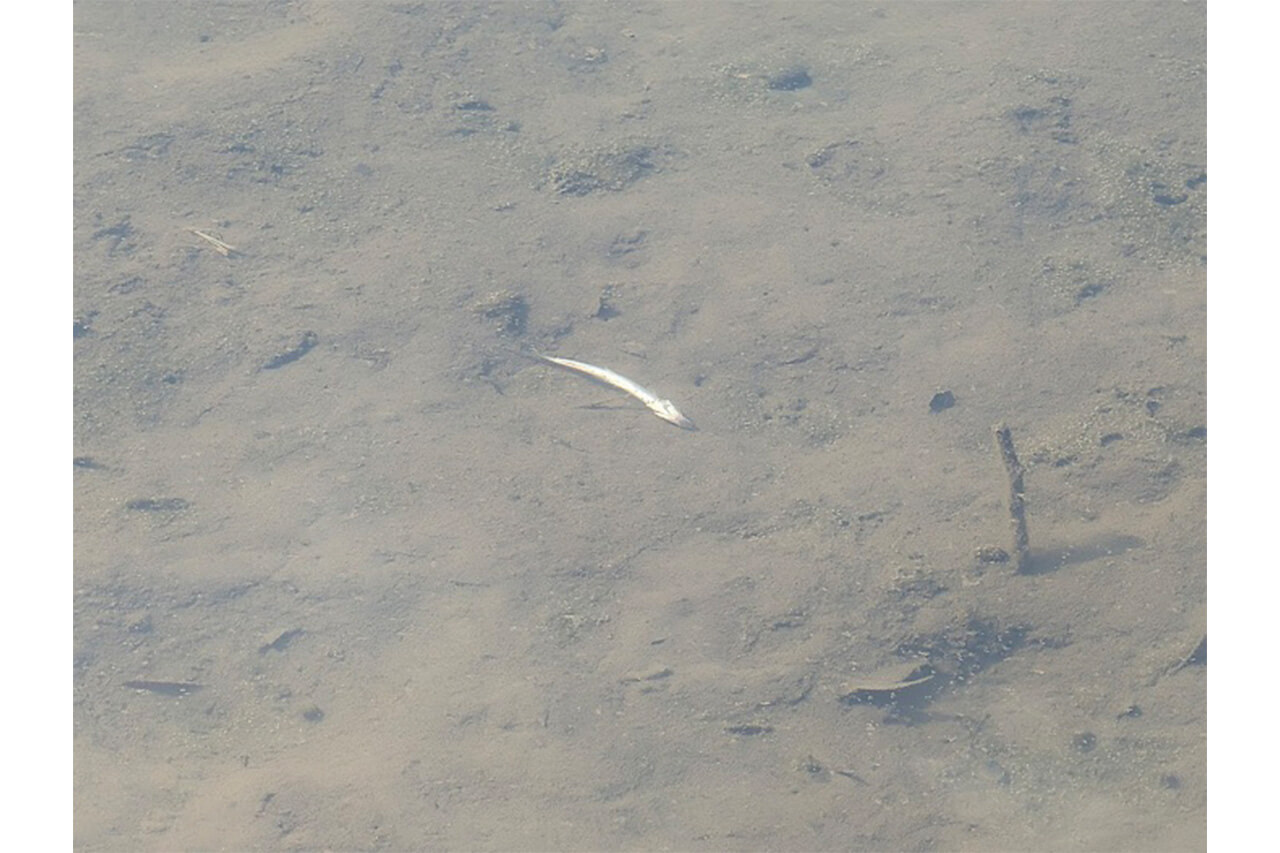 ｜過去にないほど減水中の相模湖。それでも釣果に結び付ける方法とは？【大津清彰のバス釣り真相解明】