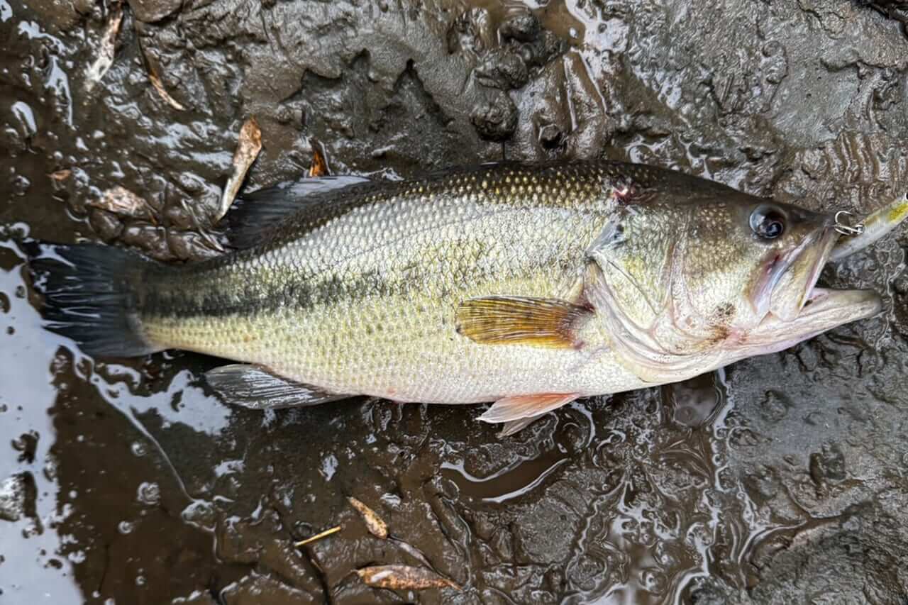 |「とんでもない事態に…」「人生最初で最後かも」3月某日、“このルアー”がヤバかった…。