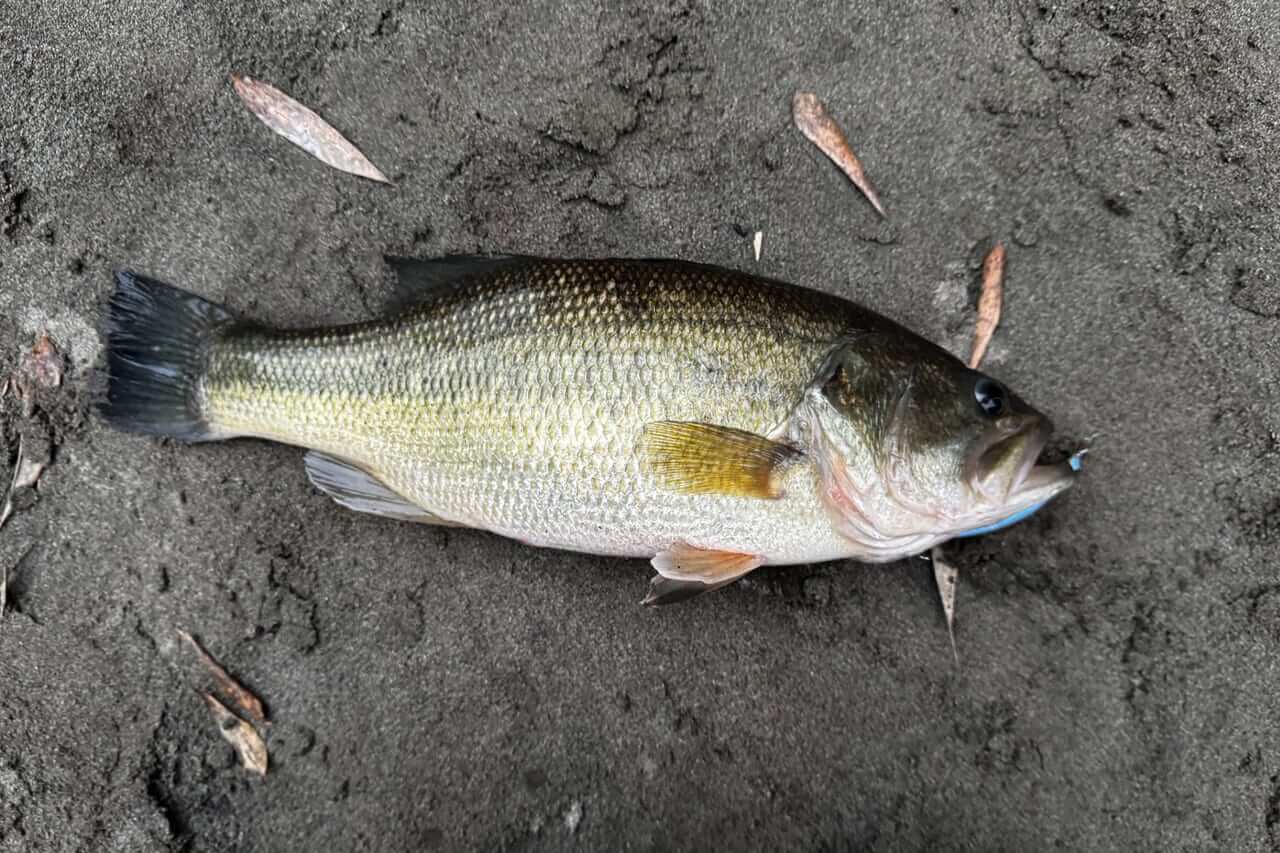 |「とんでもない事態に…」「人生最初で最後かも」3月某日、“このルアー”がヤバかった…。