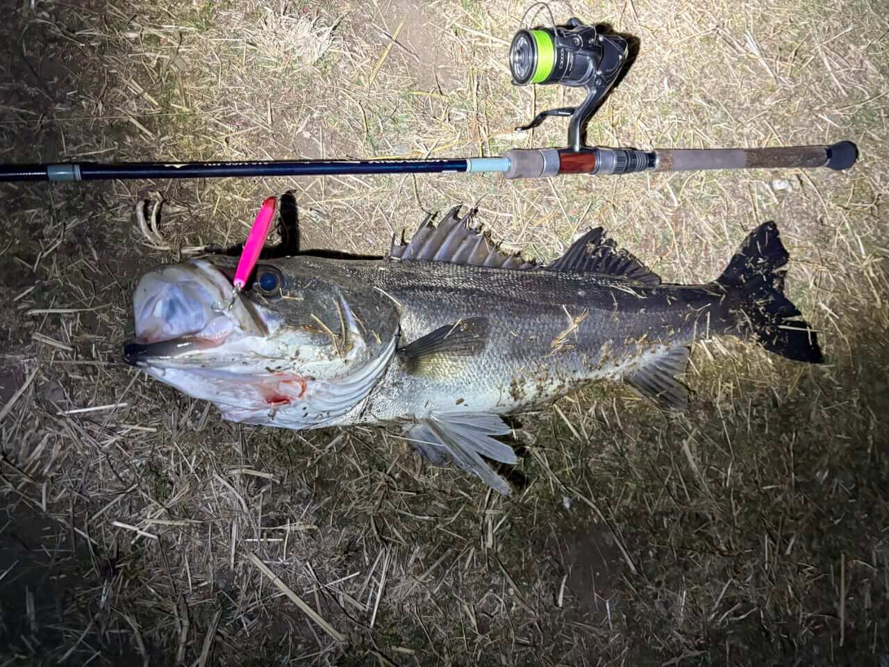 ｜「こんなにメリットがあるって知ってた？」僕がシーバスでレバーブレーキリールを使う理由。