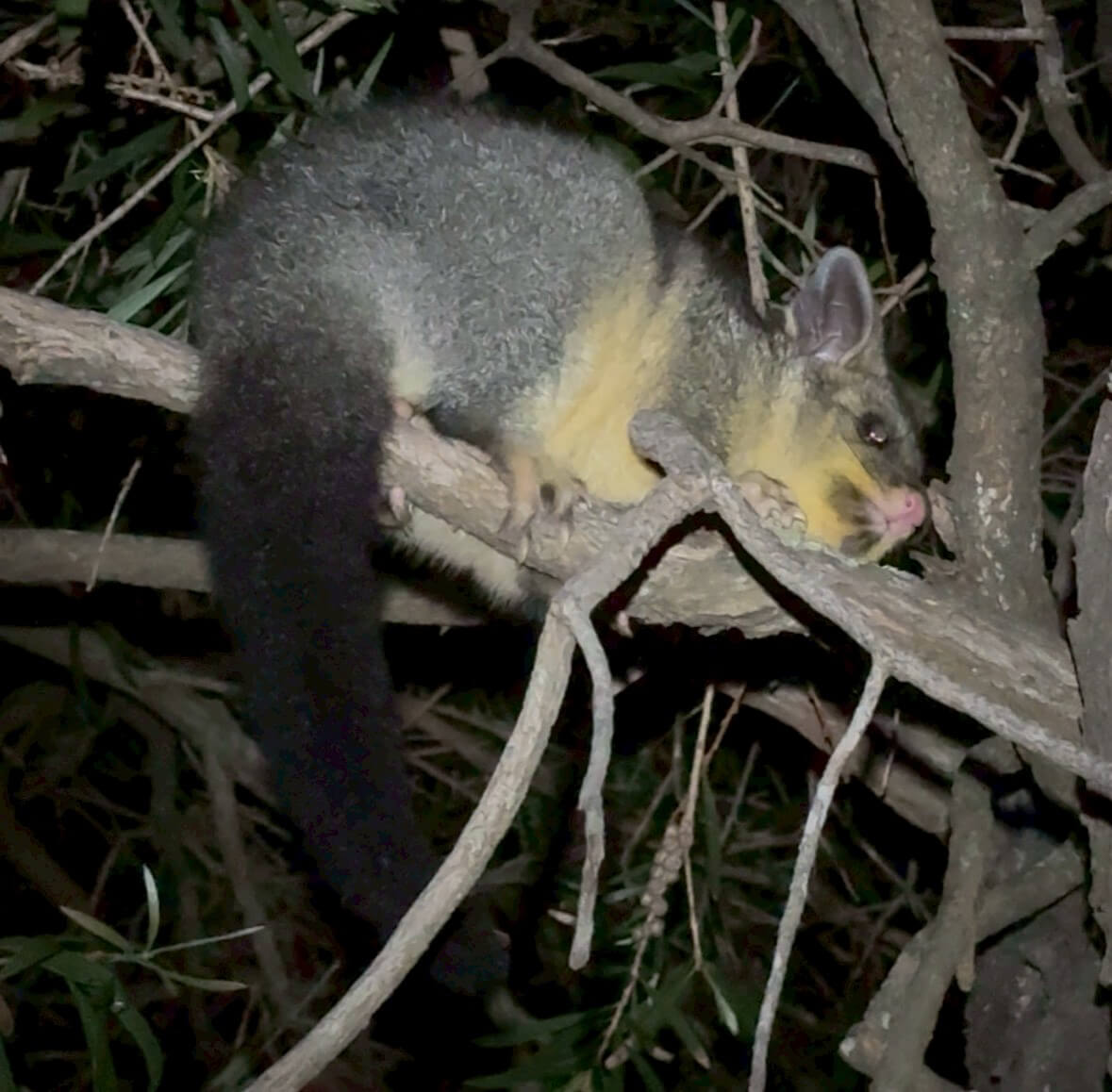 ｜「この魚はオーストラリアにしかいないヤツ！」総距離4200キロを渡る18日間のロードトリップを振り返る。