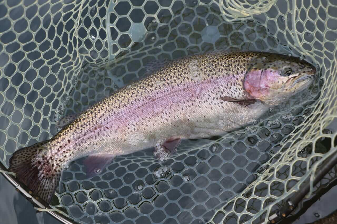 ｜「使えば釣れる魔法のようなルアーではありません」フェザージグを本気で使い込むための教科書。