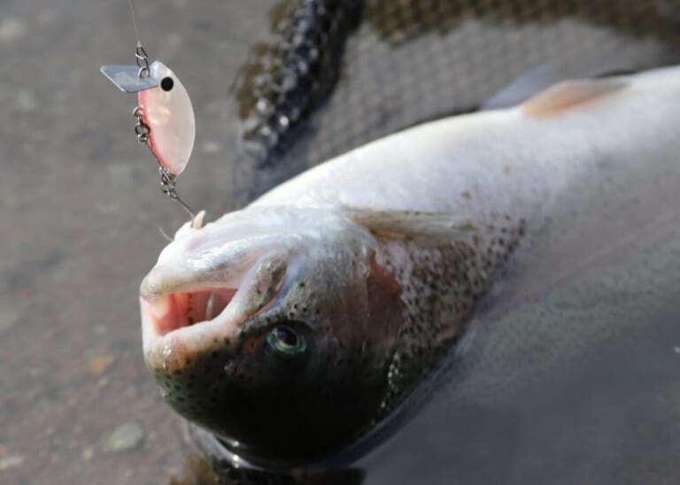 釣りの楽しさと釣果を開発の両輪に！森田健太郎とリトリークスの挑戦【エリアトラウト】