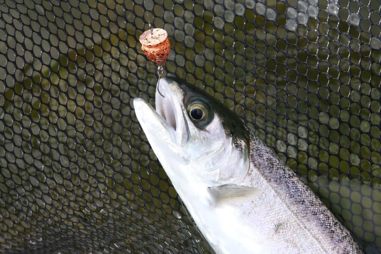 ｜バベルの遺伝子を持つプラグがいよいよ登場！ NEWロブルアー“ジャコ”でフュージョンする方法