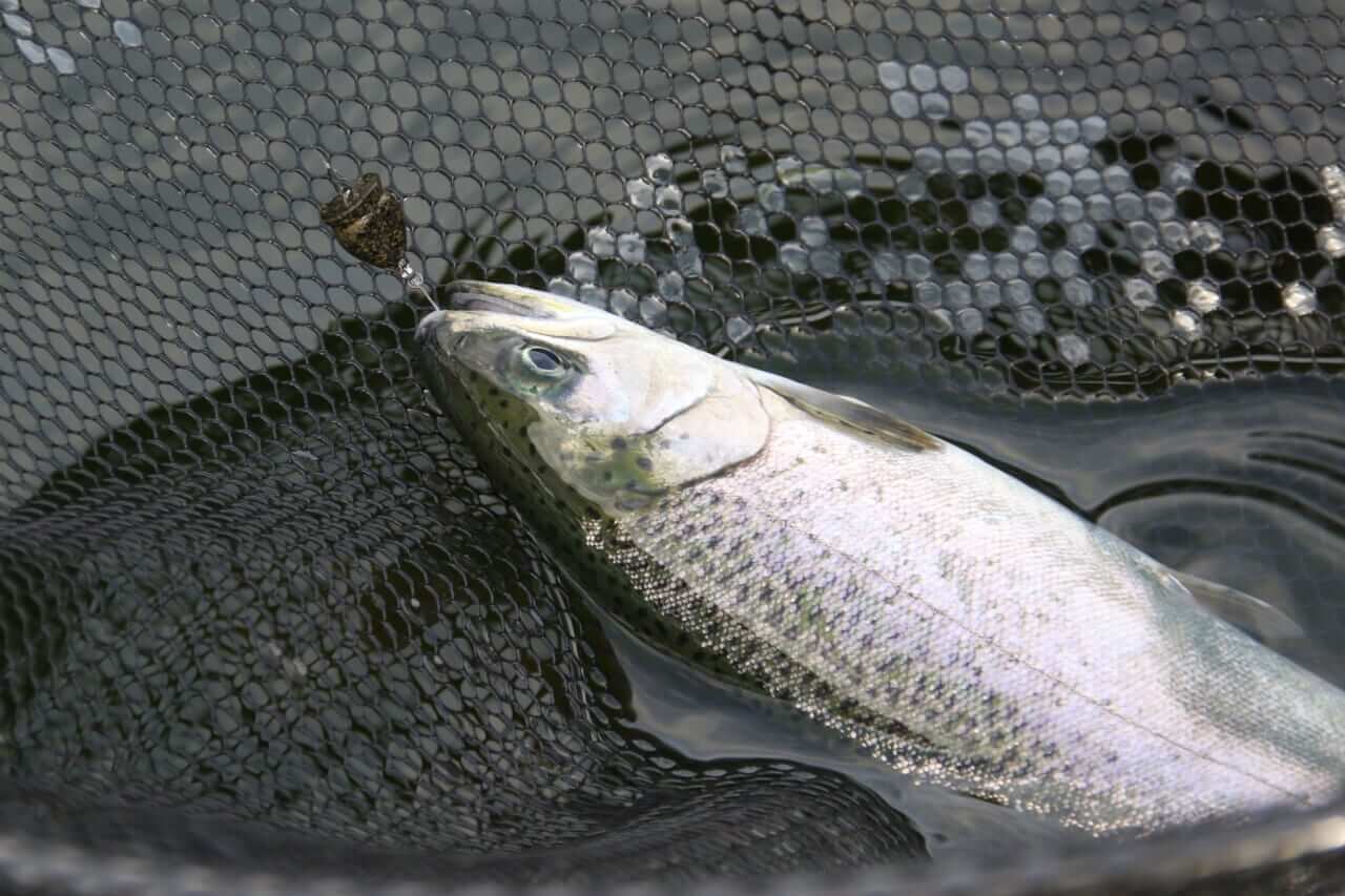 ｜バベルの遺伝子を持つプラグがいよいよ登場！ NEWロブルアー“ジャコ”でフュージョンする方法