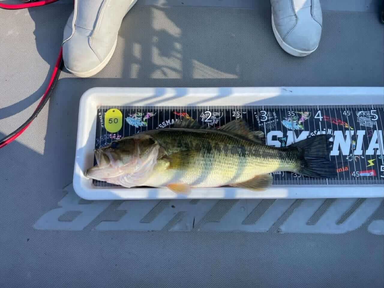 ｜カエルパーティ潜入取材!! 目指せカエルの王