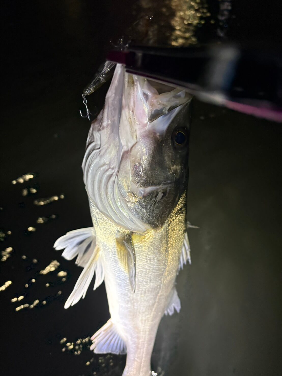 |「カラーは断然クリア系!」悶絶アミパターン攻略はひたすらルアーにこだわれ!