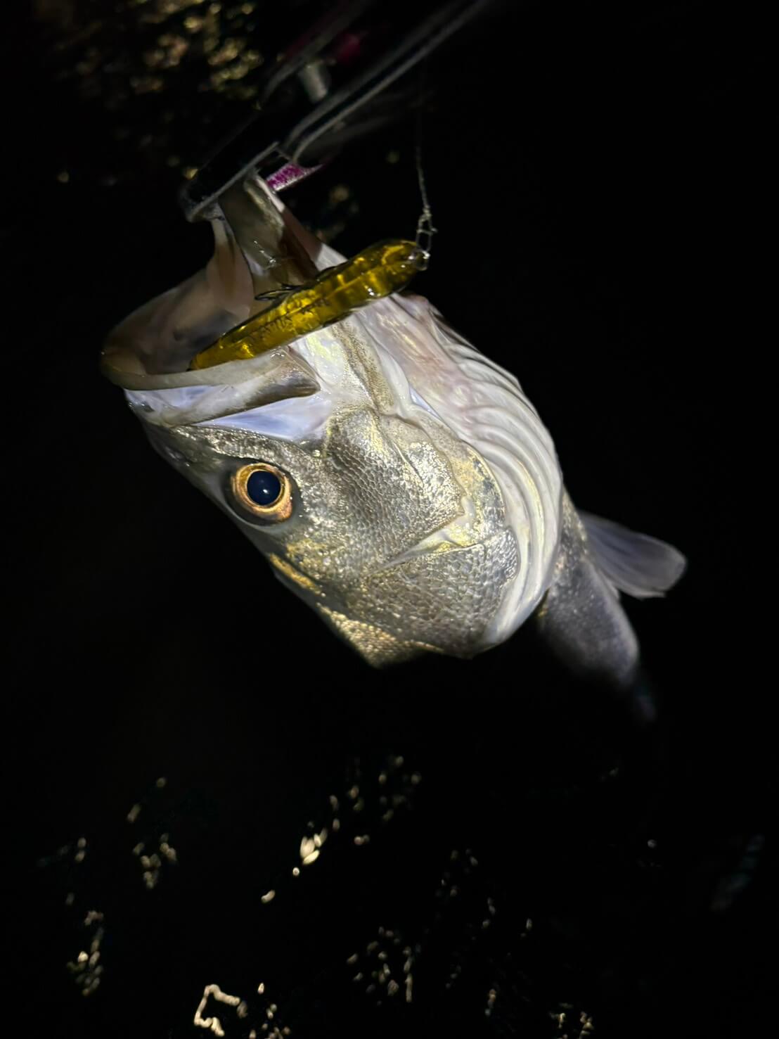 ｜「カラーは断然クリア系！」悶絶アミパターン攻略はひたすらルアーにこだわれ！