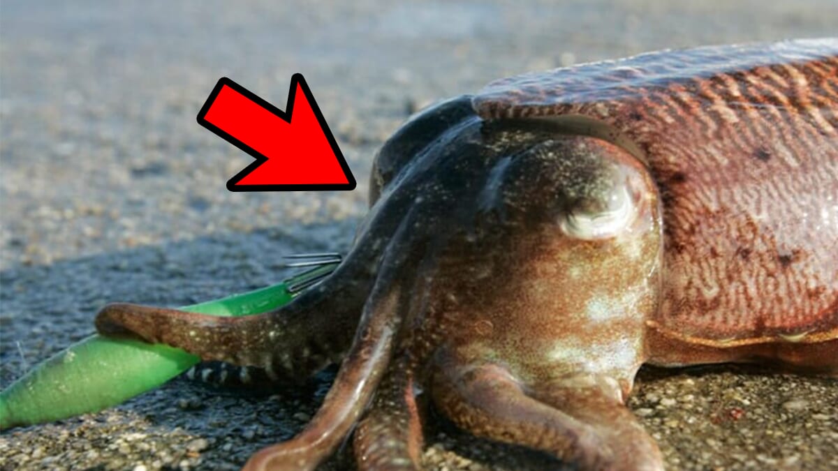 ｜「マジか…」「え、ウソでしょ」“寄生虫事故”は3月に増加。身を守るために気を付けたい事案とは？