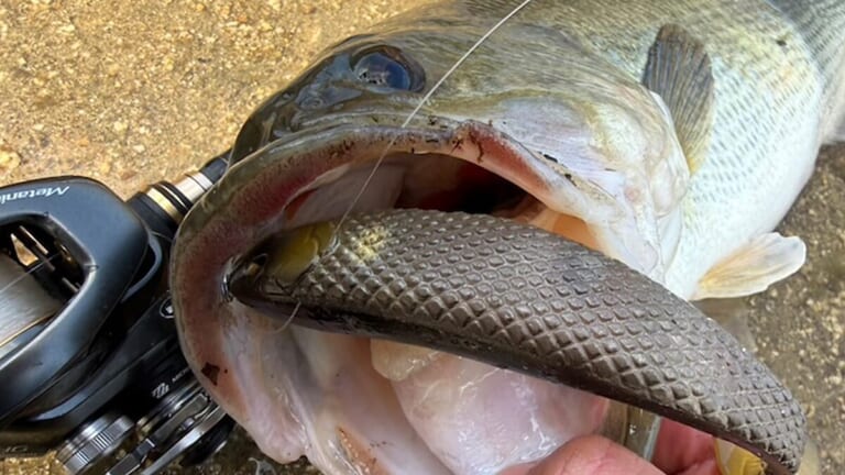 ヤバすぎるデッドデッド巻き…。シャローで一撃でデカバスゲット！「このルアーパワー、ホンモノです」