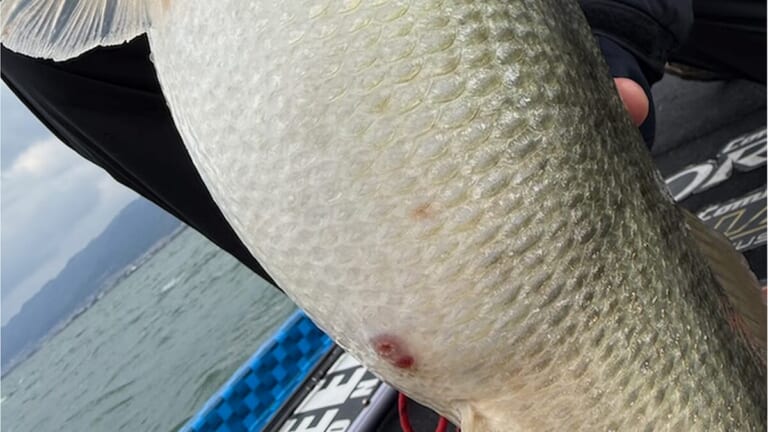 これが早春のポットベリー！一生記憶に残るビッグワンの獲り方、教えます！【大西健太のOKレポート】