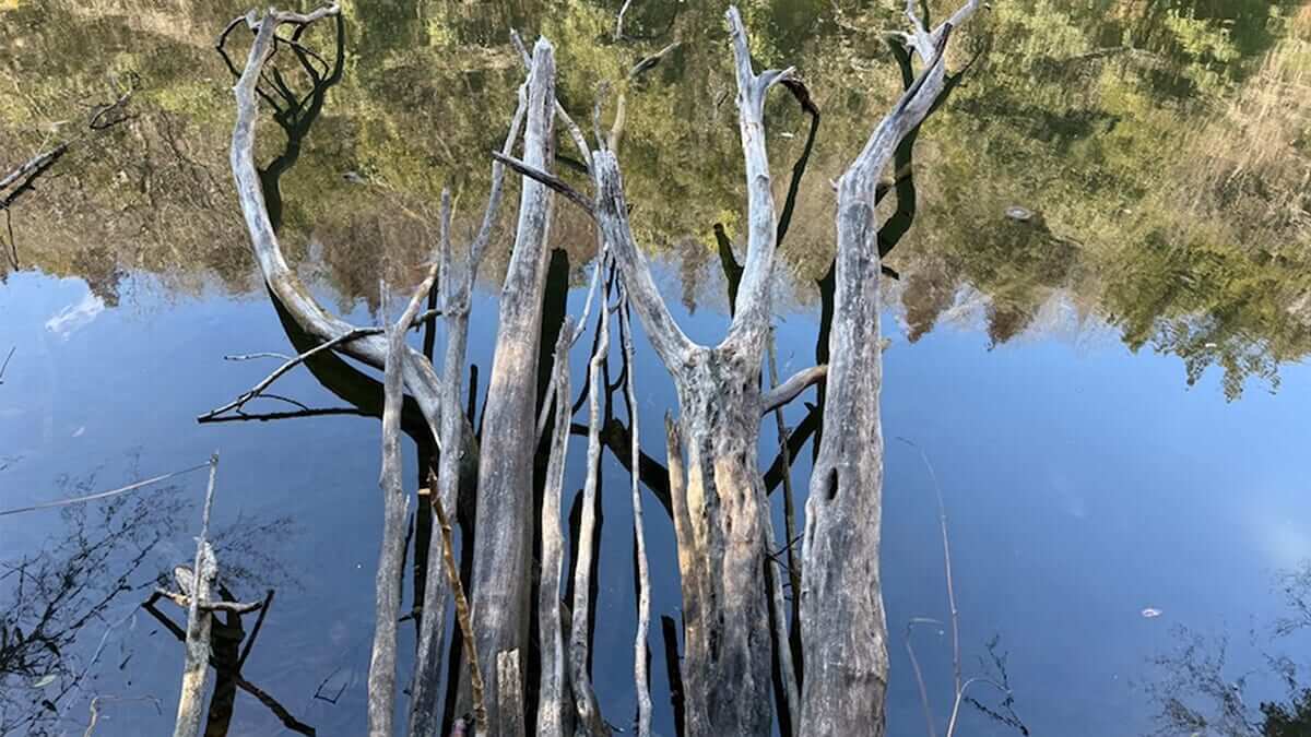 ｜こんなカバー、どう攻める？池のモンスターフィッシュはこうやって釣る！「春は吊るしの釣りが必須ですよ」