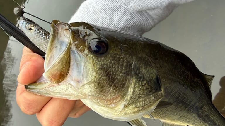 「無双しちゃいました笑！」早春だけど数釣りをエンジョイ。ミドストはボトムちょい上を意識しましょう