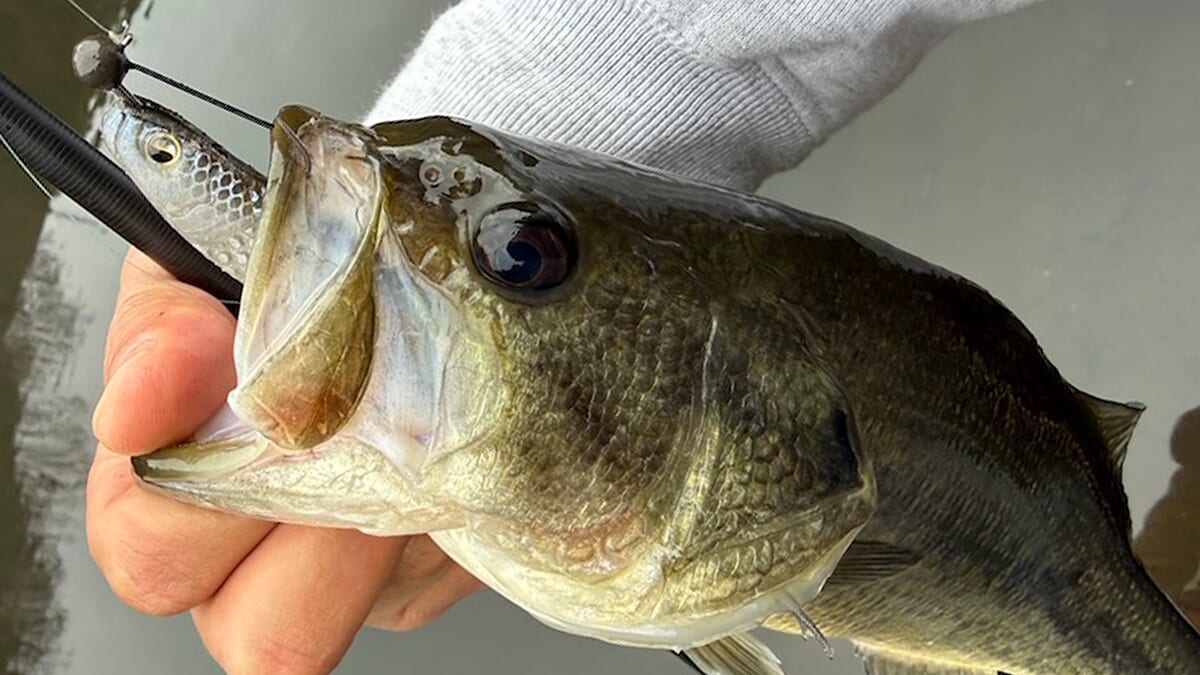 ｜「無双しちゃいました笑！」早春だけど数釣りをエンジョイ。ミドストはボトムちょい上を意識しましょう