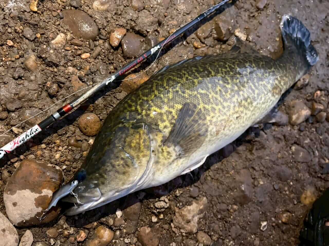 ｜「この魚はオーストラリアにしかいないヤツ！」総距離4200キロを渡る18日間のロードトリップを振り返る。