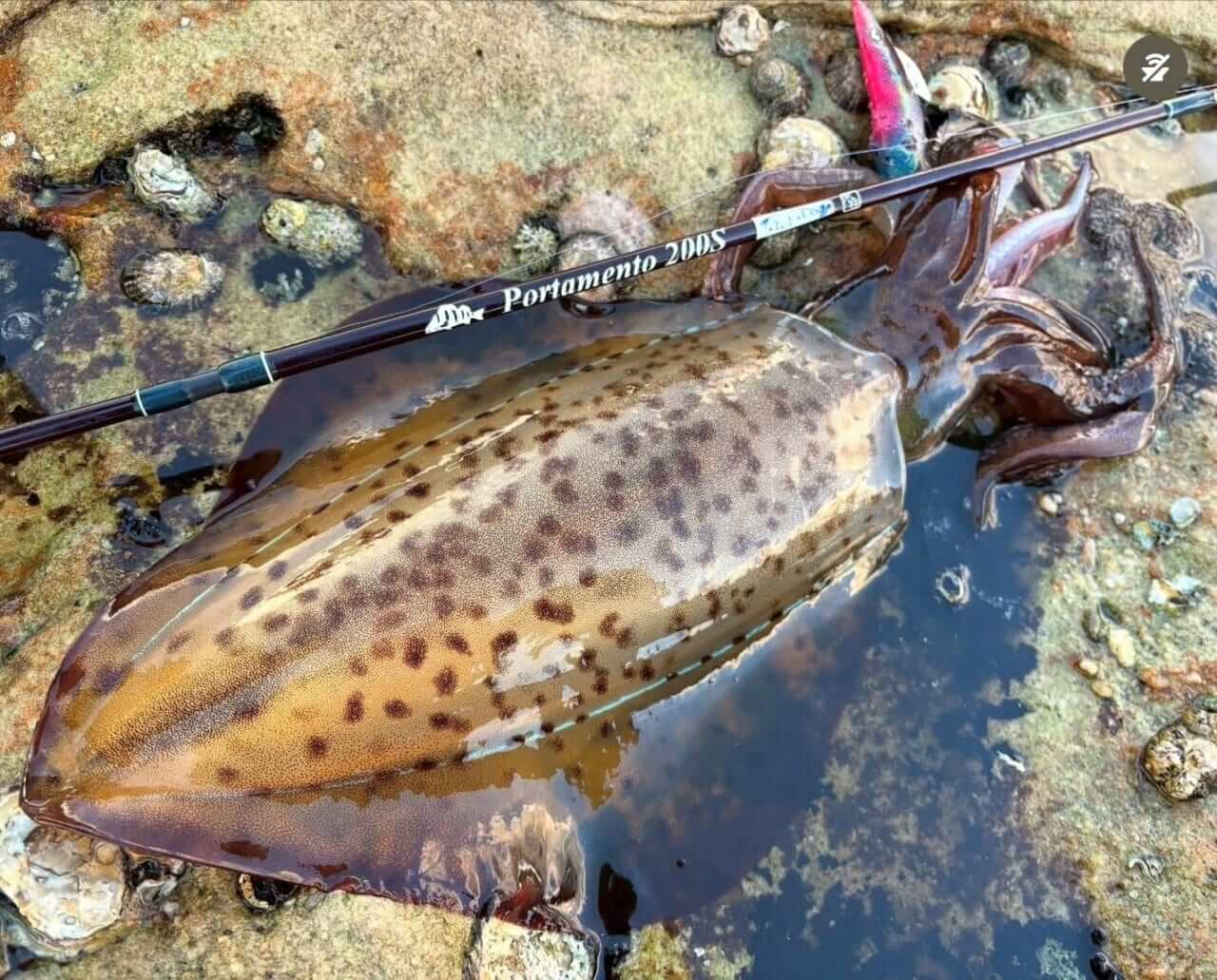 |TULALAのNEWパックロッド2本を「釣り比べ」。見えてきた“違い”と“使い分け”を徹底解説。