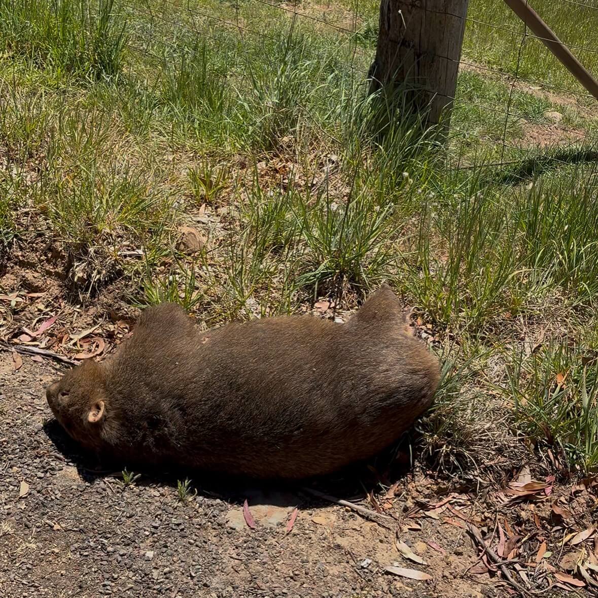 ｜「この魚はオーストラリアにしかいないヤツ！」総距離4200キロを渡る18日間のロードトリップを振り返る。