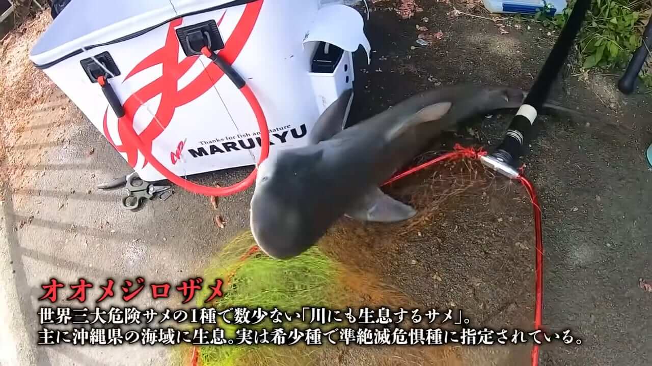 ｜「マジでいるのか」大都会に流れる川で『世界三大危険ザメ』を捕獲。「本当に珍しい事態です」