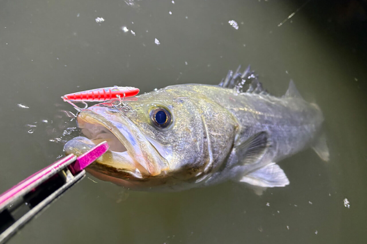 ｜「カラーは断然クリア系！」悶絶アミパターン攻略はひたすらルアーにこだわれ！