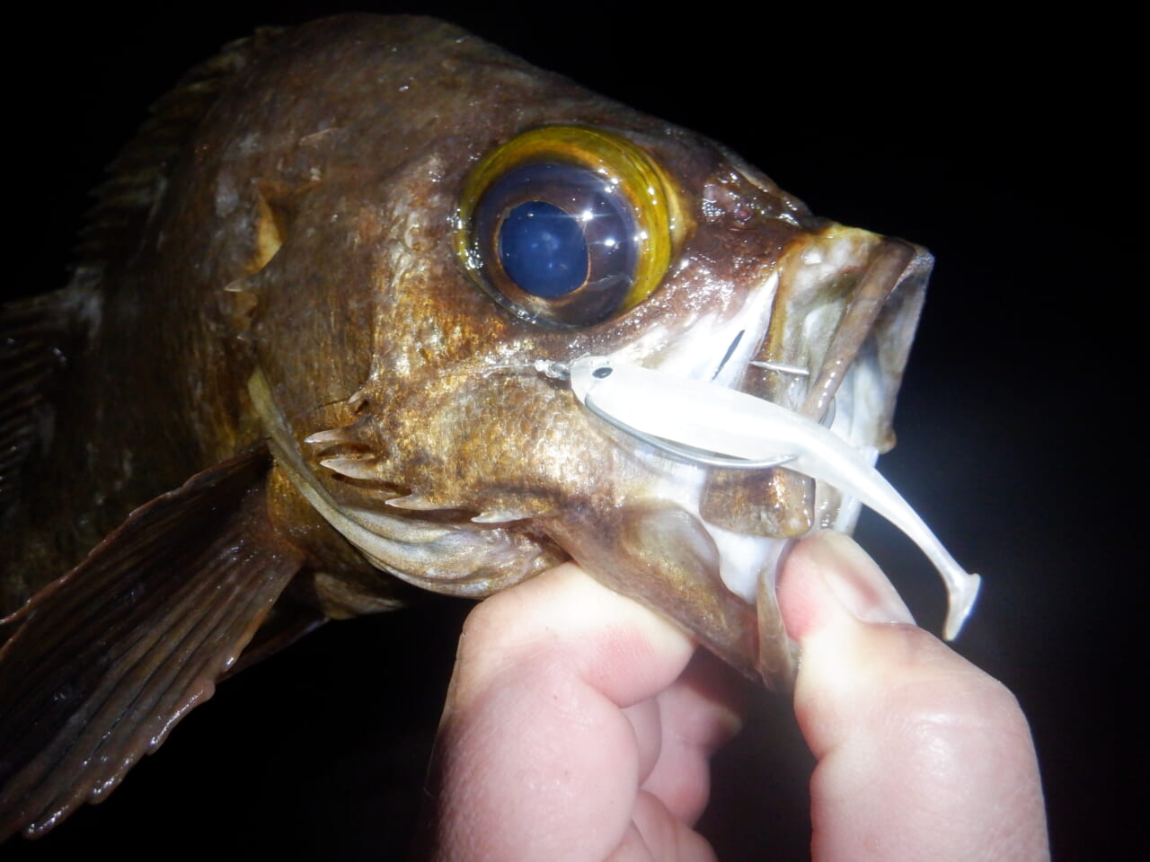 ｜【なんで釣れるの⁉】ライトゲームタックルで驚きの巨大魚⁉ 秘密はタックルセレクトとドラグ設定にあった!! ソフトボディ+ブレードの気になる新作ルアーも【今日もいいチョーシ】