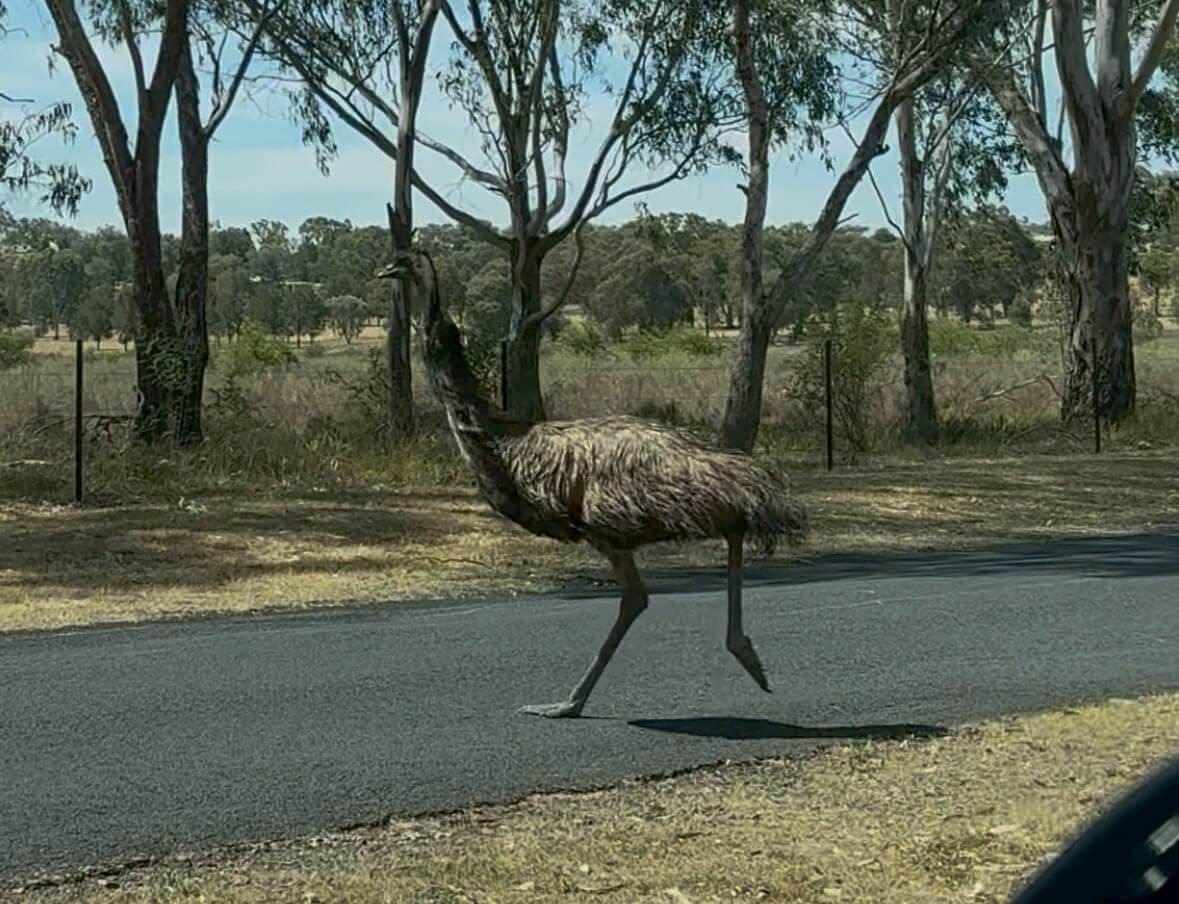 ｜「この魚はオーストラリアにしかいないヤツ！」総距離4200キロを渡る18日間のロードトリップを振り返る。
