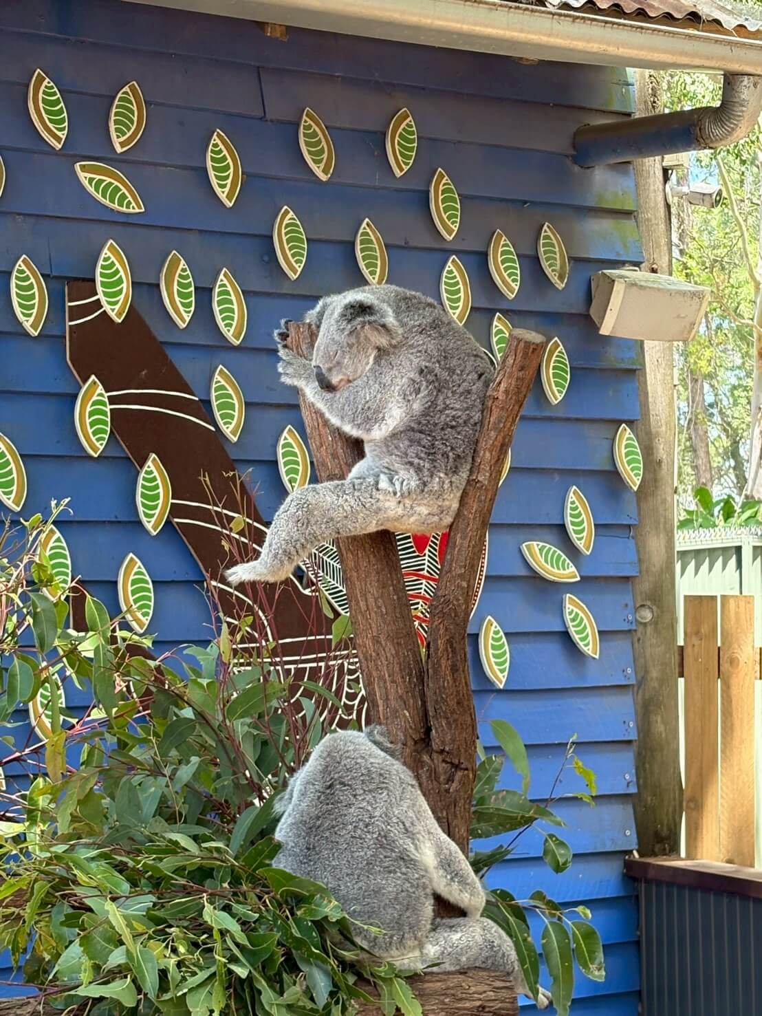 ｜「この魚はオーストラリアにしかいないヤツ！」総距離4200キロを渡る18日間のロードトリップを振り返る。