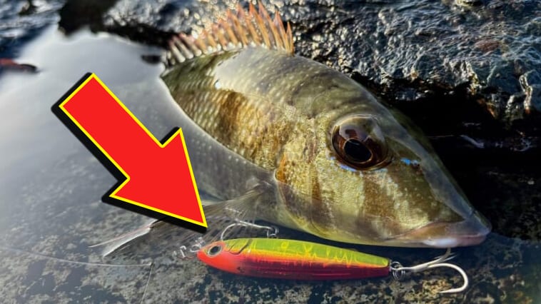 【募集は今日から！】マリアの話題の新作プラグでモニター募集スタート!! 総計120アイテムを提供へ