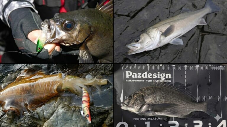 釣り物激増の4月だからこそ狙いたい！岸から手軽に狙える魚4選。【春爆のチャンスを見逃すな】