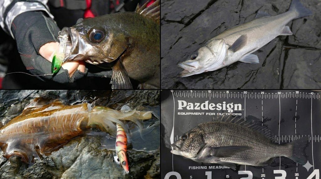 釣り物激増の4月だからこそ狙いたい！岸から手軽に狙える魚4選。【春爆のチャンスを見逃すな】