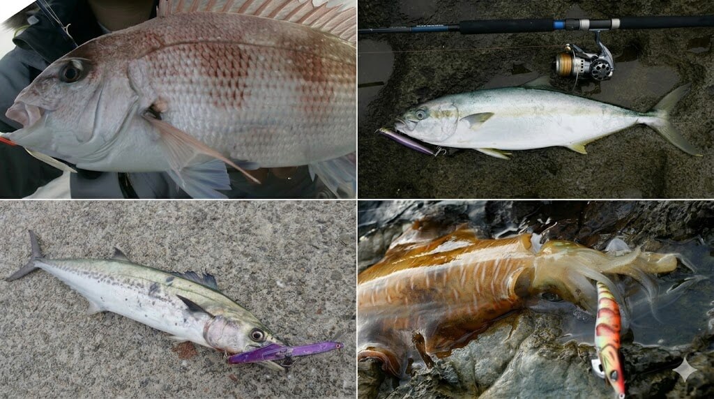 【船から狙える！】春に釣って楽しい。食べて美味しいルアーターゲット4選。