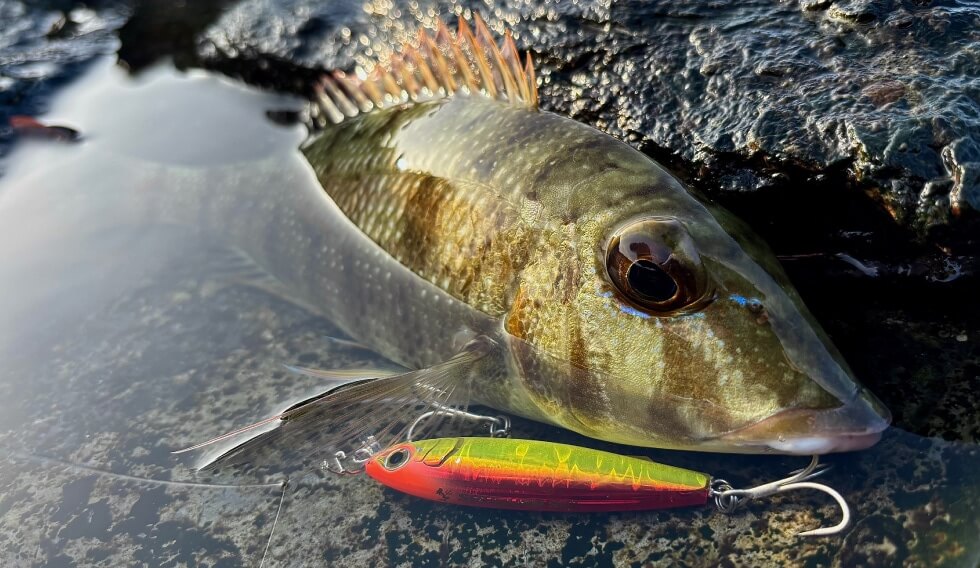 ｜【募集は今日から！】マリアの話題の新作プラグでモニター募集スタート!! 総計120アイテムを提供へ