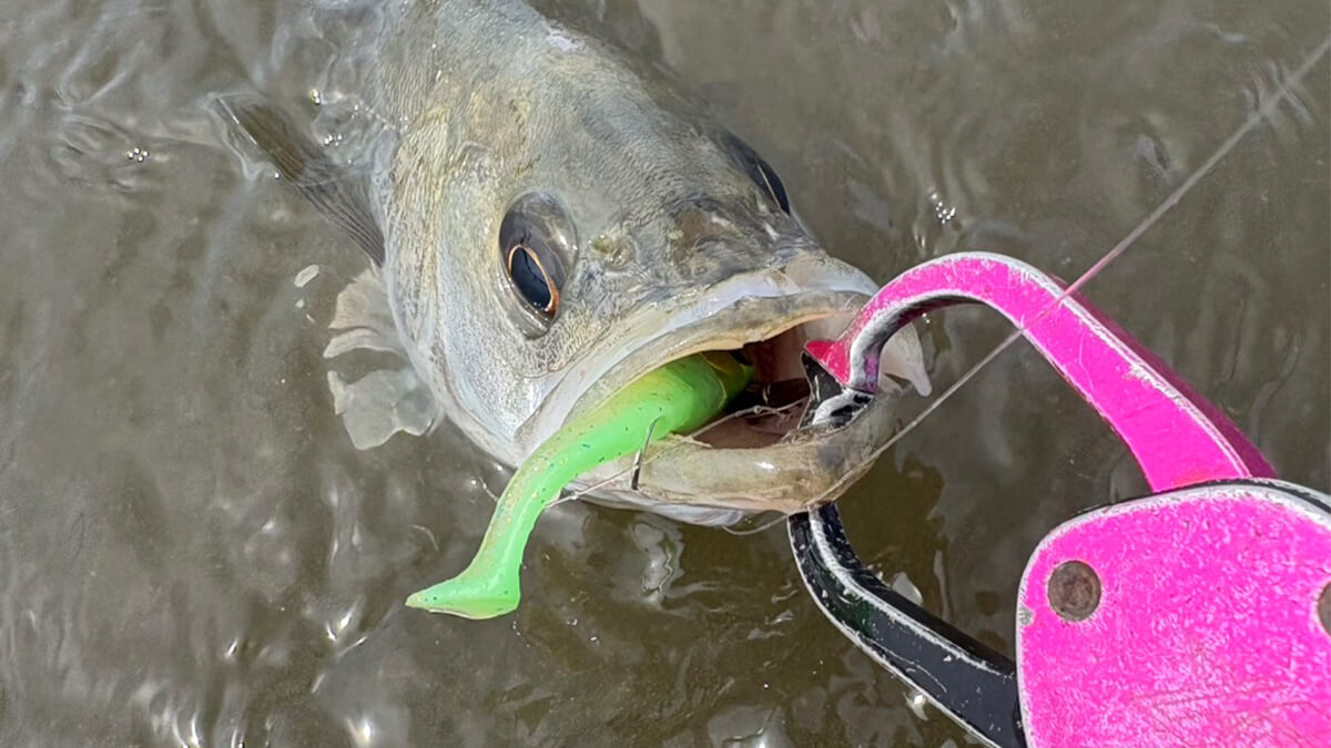 ｜【激渋デイゲーム】春のマイクロベイトパターンで一人勝ち!? 周りと差をつけるエースルアーとは？