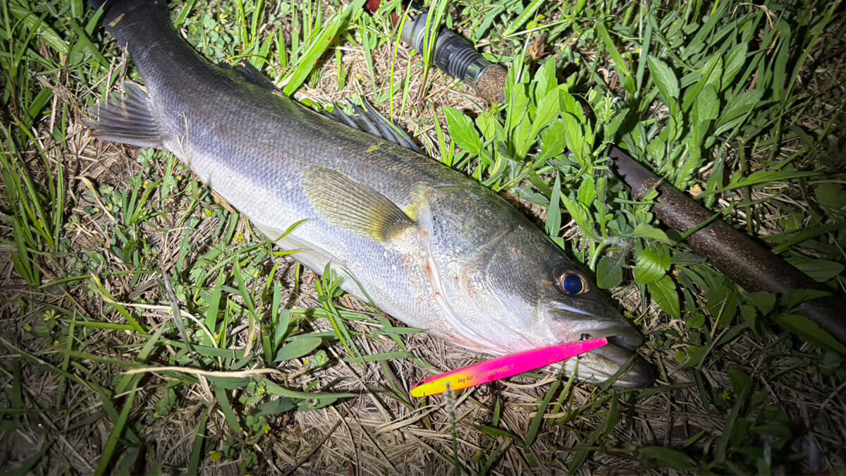 ｜港湾バチで大活躍間違い無し！これさえ釣り場にもっていけばOK！ ルアマガアンバサダーが語るバチ抜けルアーのオススメとは？