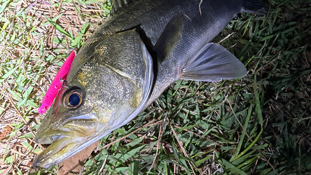 ｜「あまり話したくないですが…」これから始まる港湾・運河のバチ抜け。裏ワザ的タイミングを大公開。