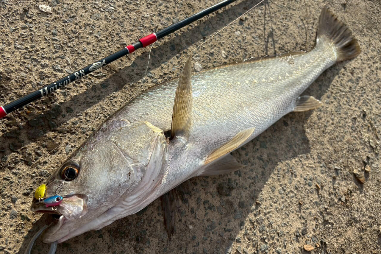 ｜オーストラリアは魚も規格外!? 日本では考えられない“1メーター超えマゴチ”を狙ってみた結果。