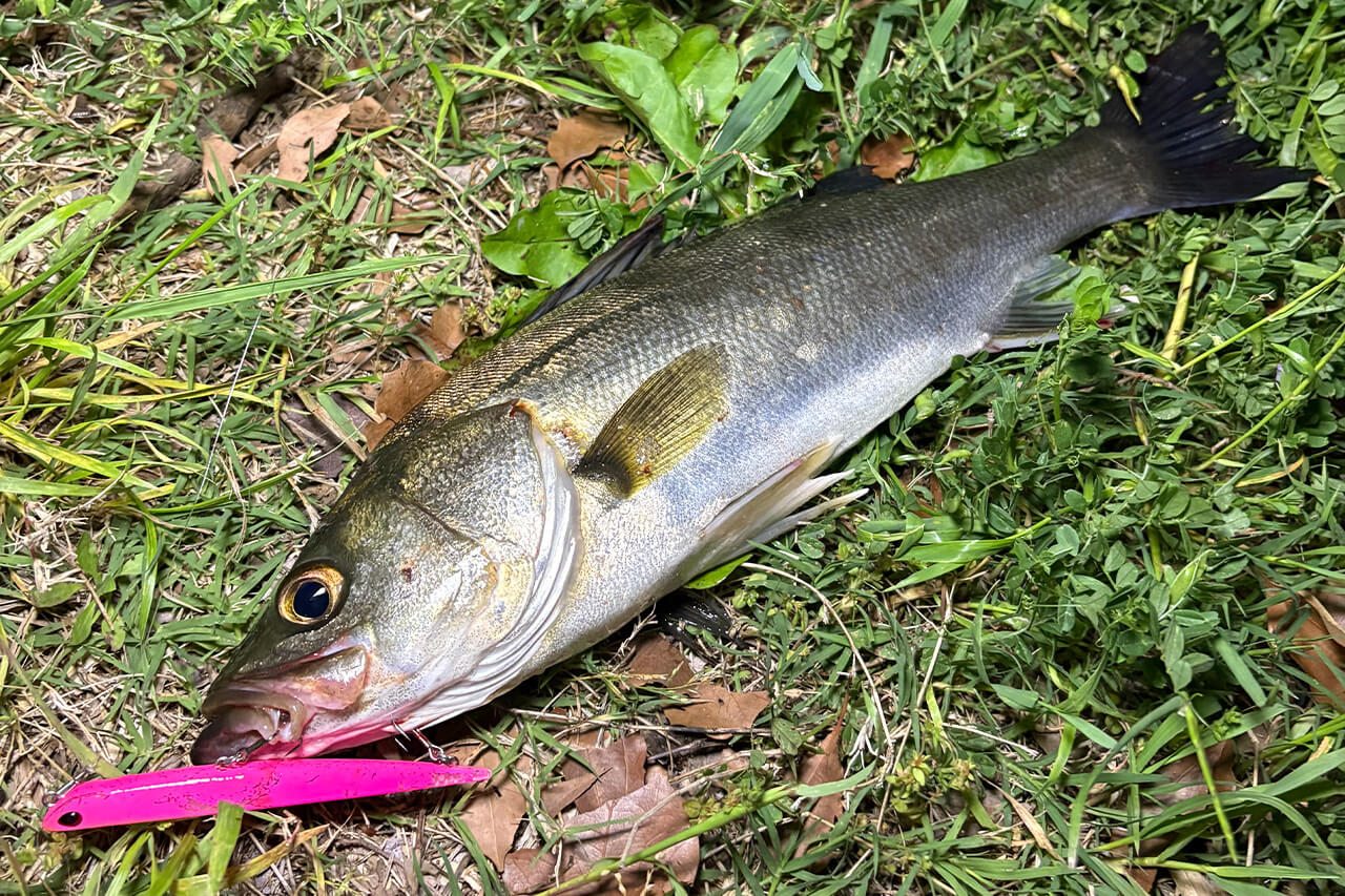 ｜「あまり話したくないですが…」これから始まる港湾・運河のバチ抜け。裏ワザ的タイミングを大公開。