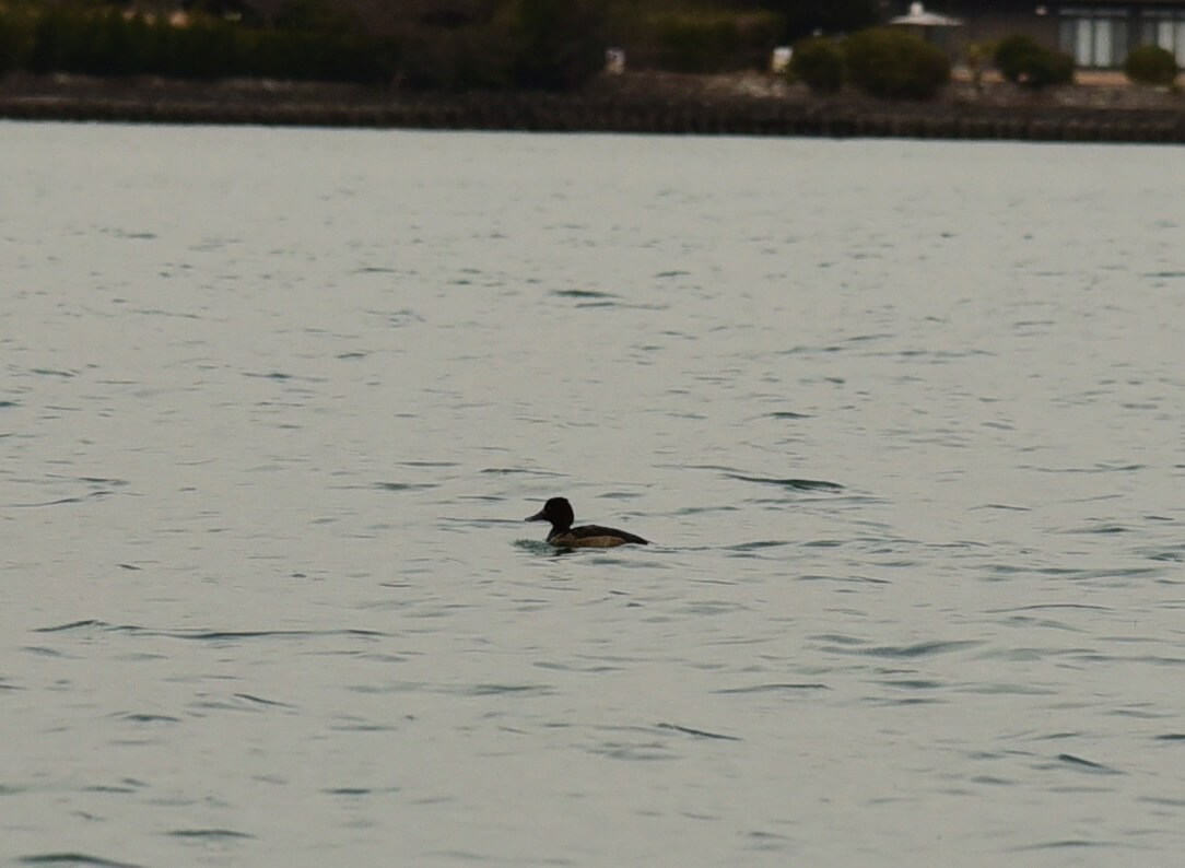 ｜早春の琵琶湖をストロングに攻略するためのQ&A「釣れない人の特徴は…」