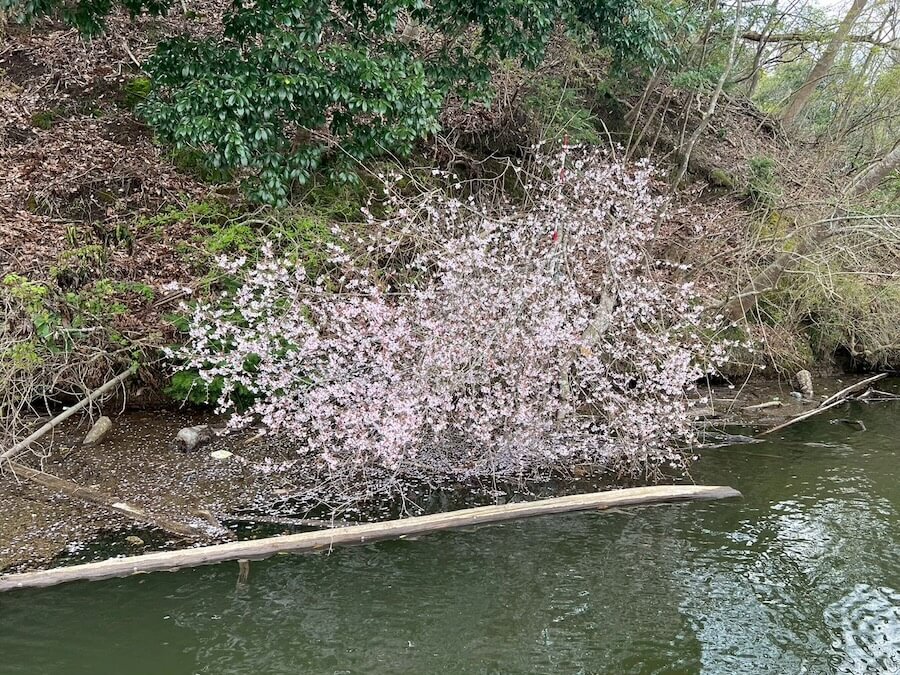 ｜春爛漫、バスはとてもナイーブな状態。この時期に抑えておきたいストレートワームはコレ！【鈴木翔のIT’S SHO TIME !!!】