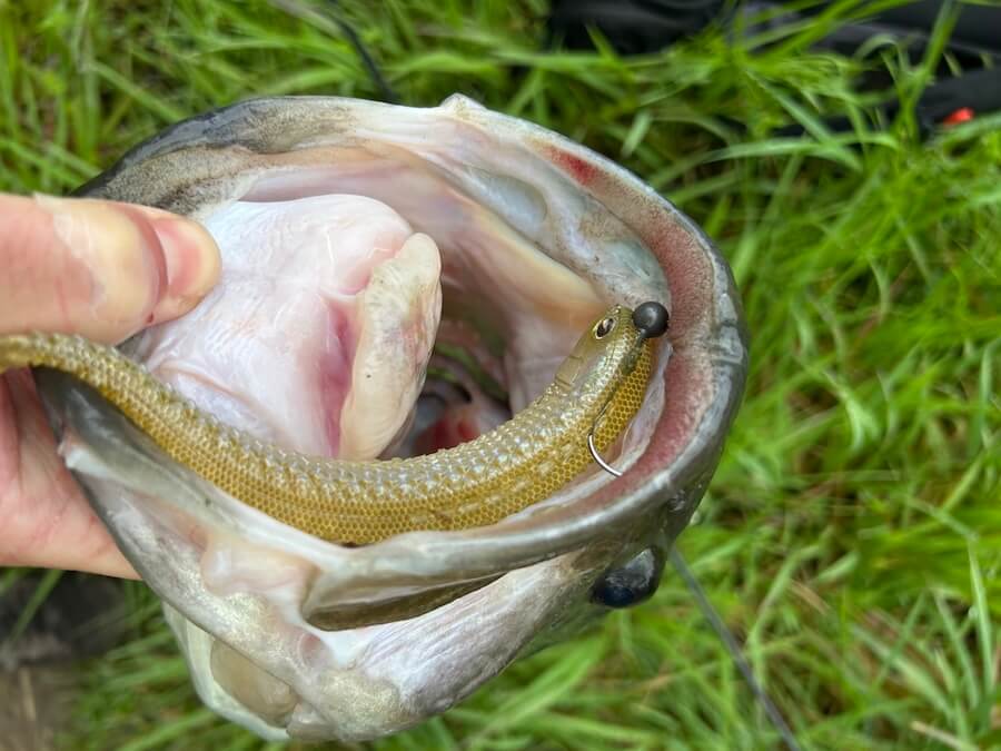 |50アップ連発、そして2年連続オカッパリでロクマル。足で稼いだ価値ある1本!「重さは自己記録更新です」【週刊ササカツ無双】