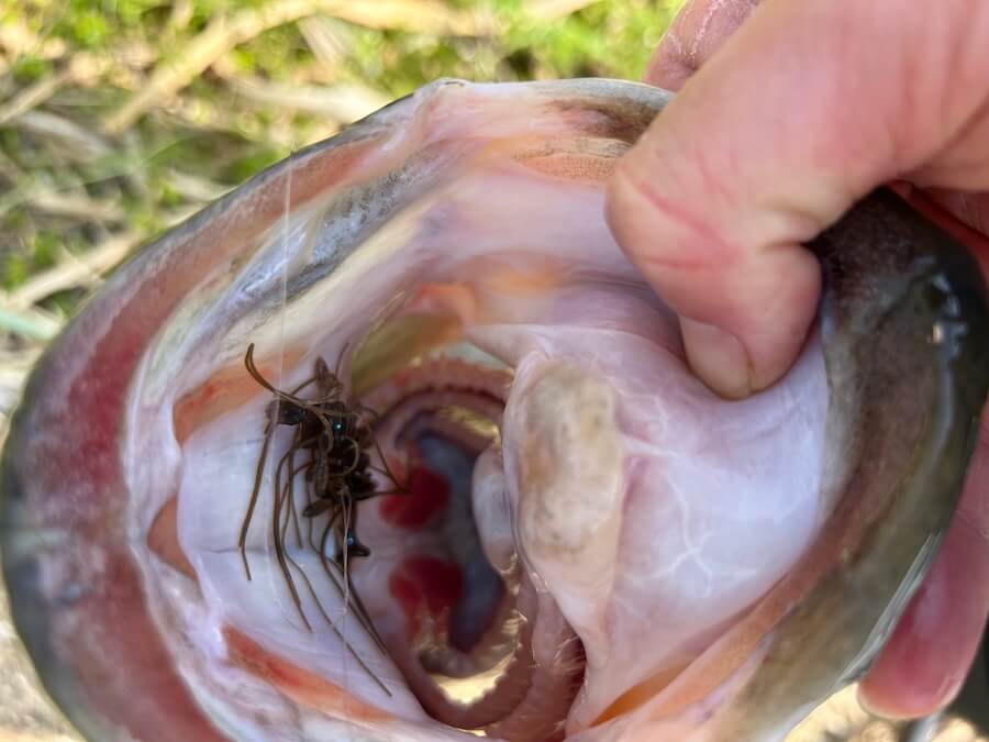 ｜50アップ連発、そして2年連続オカッパリでロクマル。足で稼いだ価値ある1本！「重さは自己記録更新です」【週刊ササカツ無双】