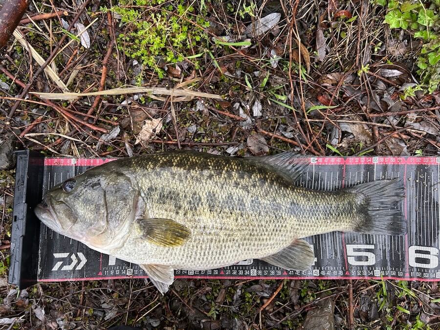 |50アップ連発、そして2年連続オカッパリでロクマル。足で稼いだ価値ある1本!「重さは自己記録更新です」【週刊ササカツ無双】