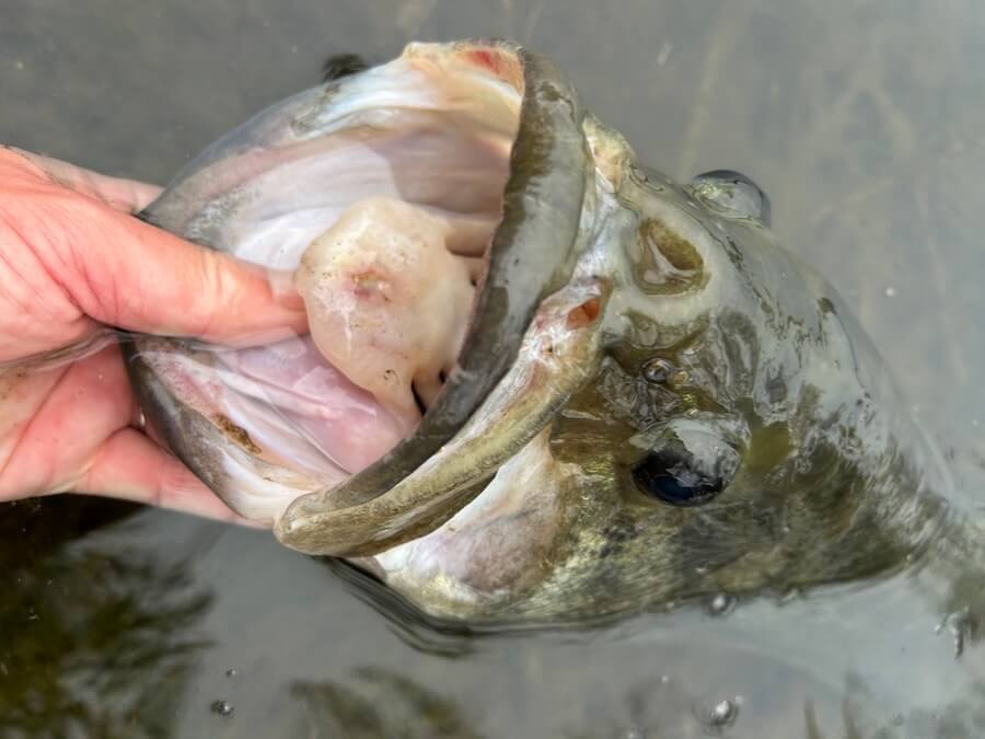 |50アップ連発、そして2年連続オカッパリでロクマル。足で稼いだ価値ある1本!「重さは自己記録更新です」【週刊ササカツ無双】