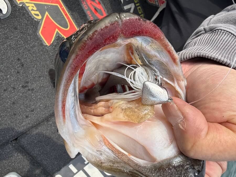 ｜早春に釣れすぎるゴールデンコンビ。「今年これで何本釣ったんだろう…」シーズン終盤までビッグバスが釣れまくり！【大西健太のOKレポート】