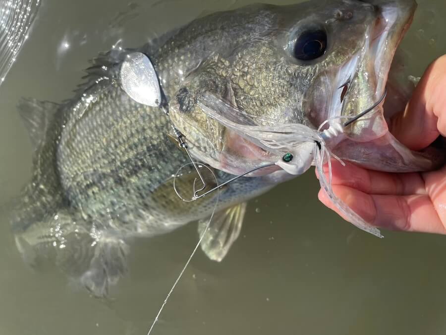 ｜ダブルインディアナ、みんな使ってる？「マニアックだけどハマればすごい」雨で濁ったらこれで決まりっしょ！