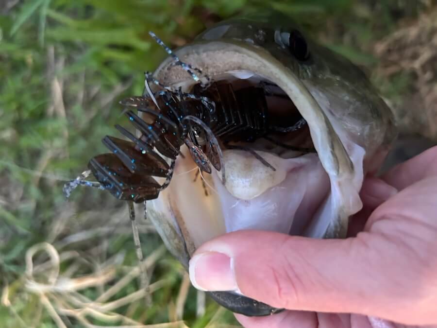 ｜カスミの腹パン50アップ「春らしい超ハイクオリティ！」プロトルアーはすでにカスミビッグバス量産中【週刊ササカツ無双】