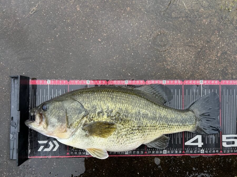 ｜カスミの腹パン50アップ「春らしい超ハイクオリティ！」プロトルアーはすでにカスミビッグバス量産中【週刊ササカツ無双】