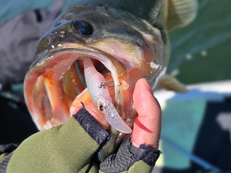 ｜『プリ全盛期の河口湖』メインは表層ゲーム、それがダメならシャッド速巻き！タイミング合えばプリのビッグバス炸裂！